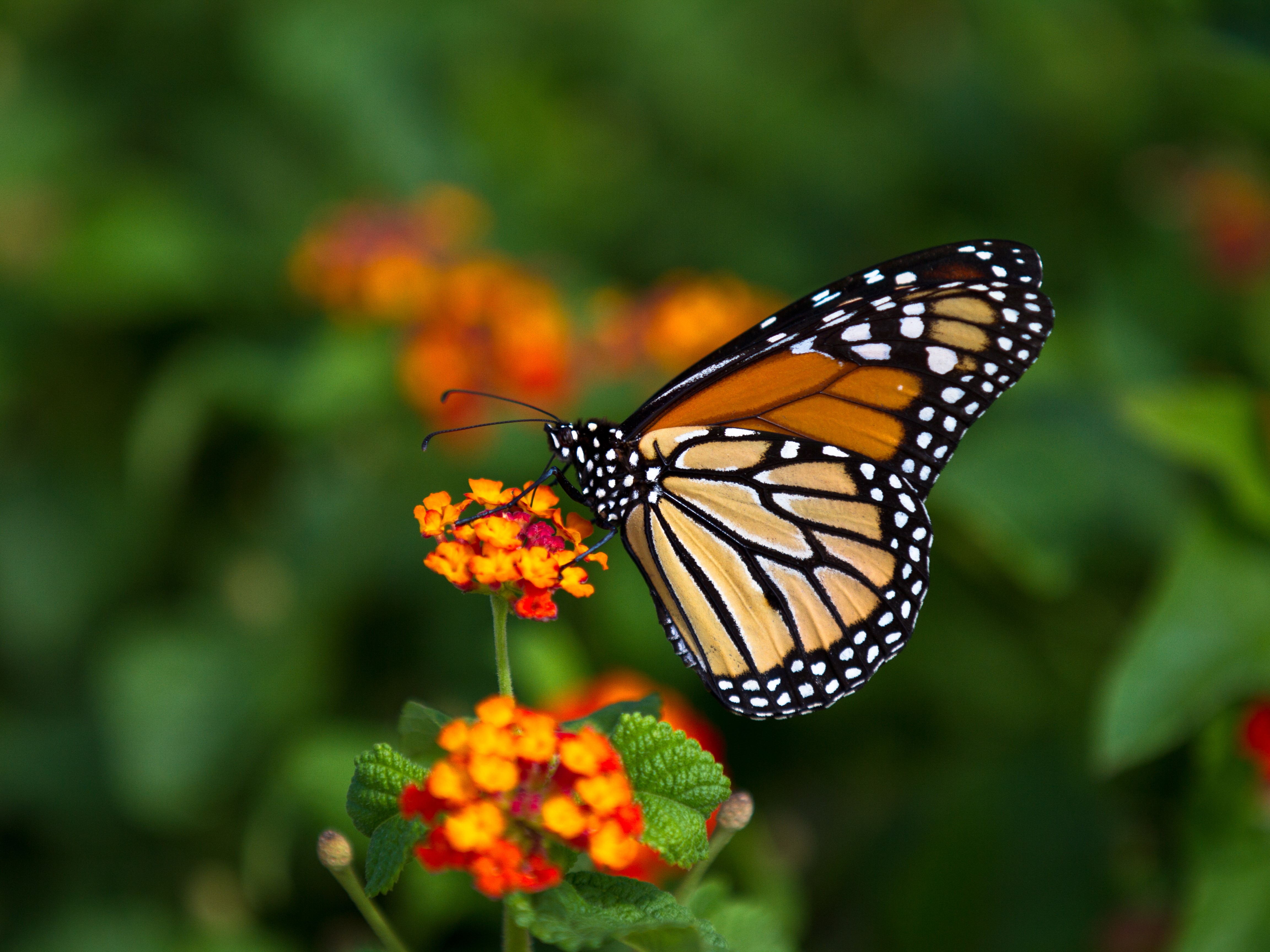 biodiversity support biodiversity support