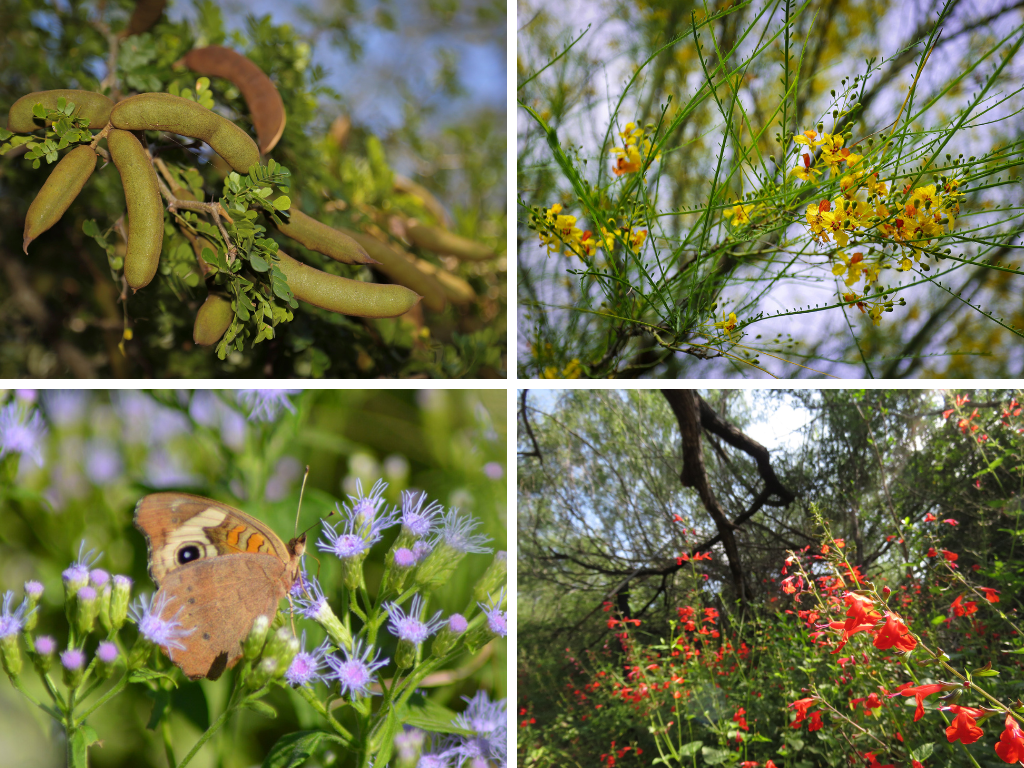 Types of Plants Types of Plants